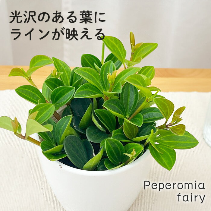 観葉植物cotペペロミアフェアリー...