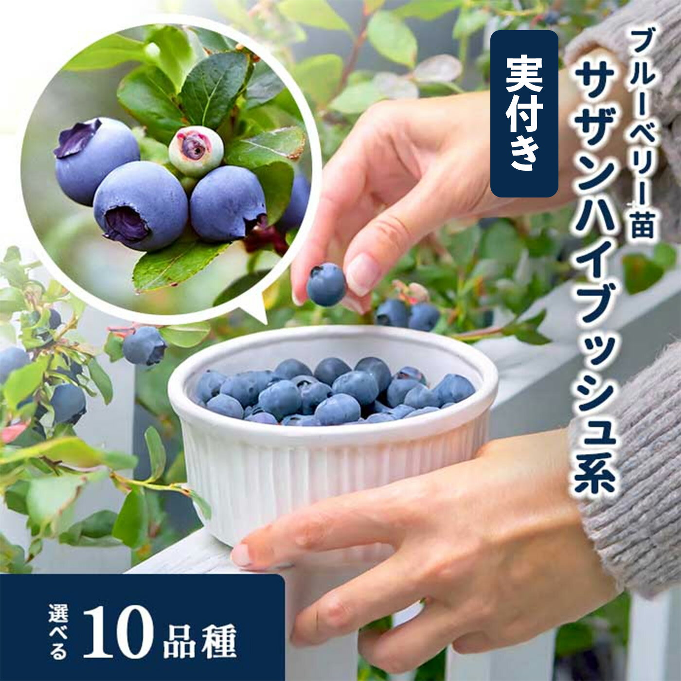 楽天市場】ブルーベリー ジュエルの通販 楽天市場】ブルーベリー ジュエルの通販