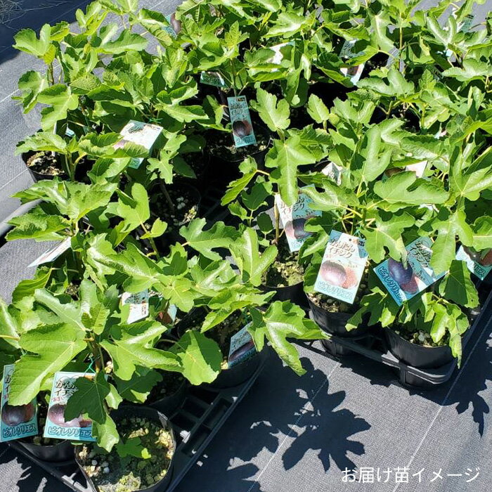 予約販売 いちじく 苗 久留米ハニードロップ 15cmポット イチジク 無花果 一熟 苗...