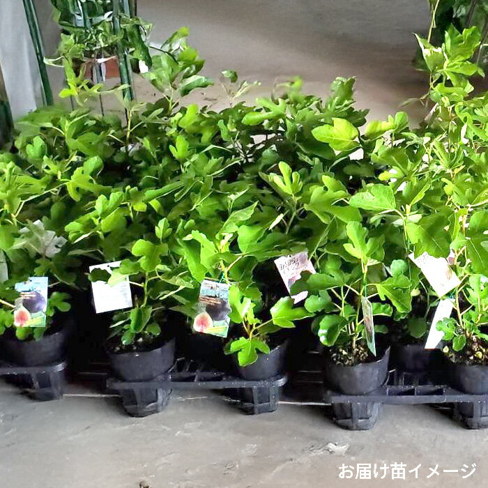 予約販売 いちじく 苗 久留米ハニードロップ 15cmポット イチジク 無花果 一熟 苗...