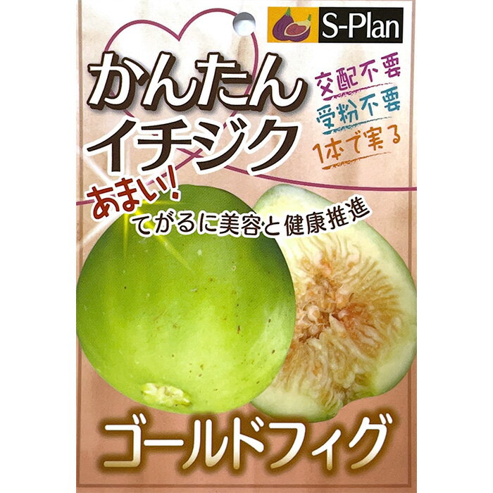 イチジクの苗木 - メルカリ