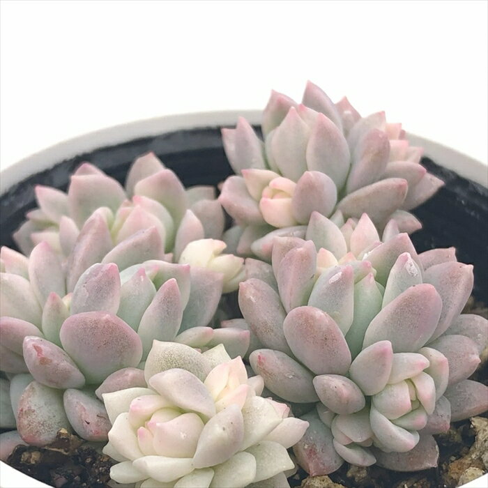 多肉植物 hmエケベリア プロリフィカ錦多頭 多肉植物 エケベリア 6cmポットのサムネイル