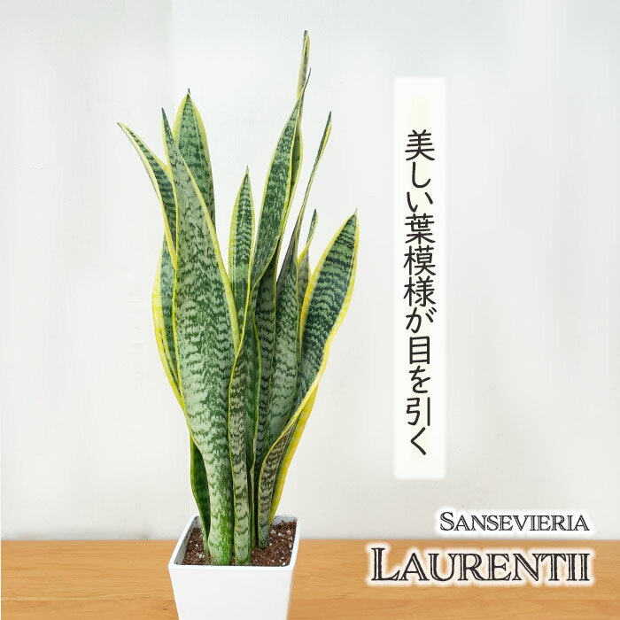 観葉植物 サンスベリア ローレンチ スクエア 4号鉢 送料無料 観葉植物 小型 小さい 室内 贈り物 プレゼント インテリア おしゃれのサムネイル