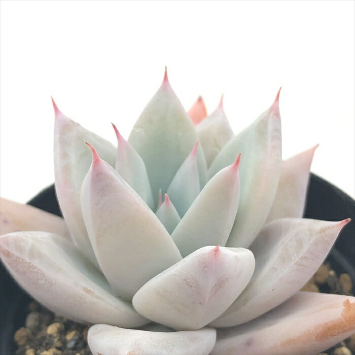 多肉植物 skエケベリア メキシカンジャイアント 多肉植物 エケベリア 7.5cmポットのサムネイル