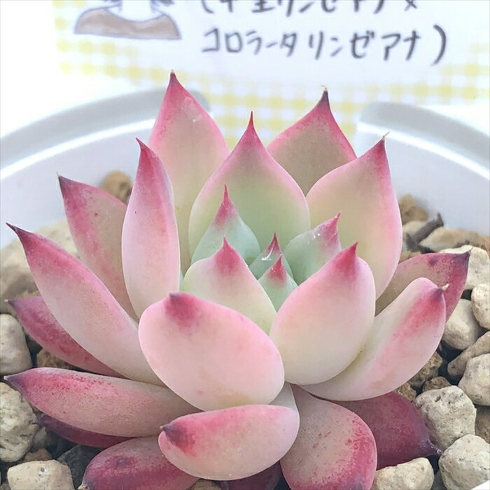 多肉植物 annaエケベリア リンゼアナ×（中里リンゼアナ×コロラータリンゼアナ） 多肉植物 あんなさん苗 送料無料 エケベリア 6cmポットのサムネイル