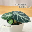 観葉植物 アロカシア ニンジャ 4号鉢 観葉植物 小型 小さい 室内 贈り物 プレゼント インテリア おしゃれ