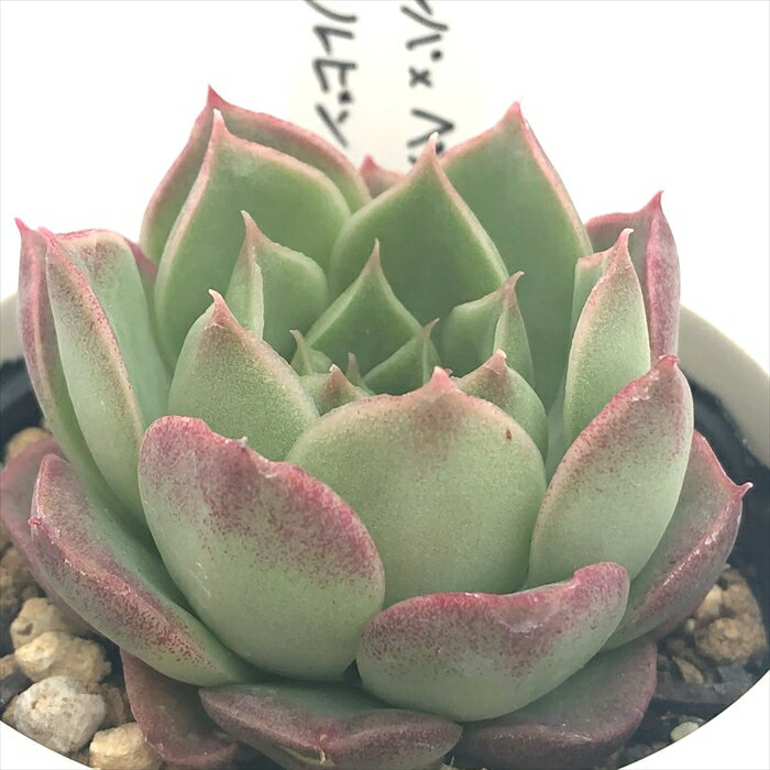 多肉植物 O’sエケベリア （アルバ×ベルバラ）×ルビン 多肉植物 O’s PLANTS オーズプランツさん苗 送料無料 エケベリア 6cmポットのサムネイル