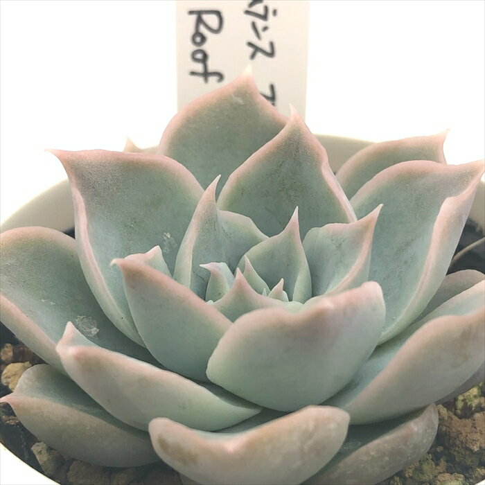楽天市場】シムランス多肉植物の通販 楽天市場】シムランス多肉植物の通販