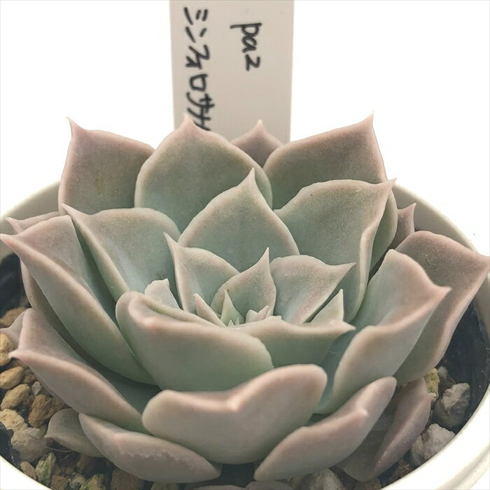 多肉植物 O’sセデベリア La paz×シンフォロサナム 多肉植物 O’s PLANTS オーズプランツさん苗 送料無料 エケベリア 6cmポットのサムネイル