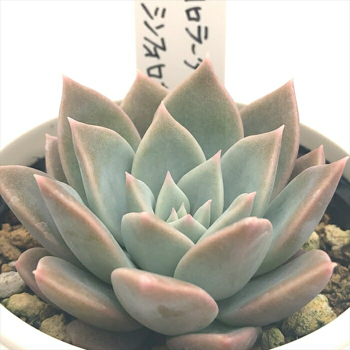多肉植物 O’sセデベリア コロラータアテマハック×シンフォロサナム 多肉植物 O’s PLANTS オーズプランツさん苗 送料無料 エケベリア 6cmポットのサムネイル