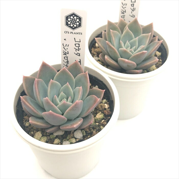 多肉植物 O’sセデベリア コロラータアテマハック×シンフォロサナム 多肉植物 O’s PLANTS オーズプランツさん苗 送料無料 エケベリア 6cmポット