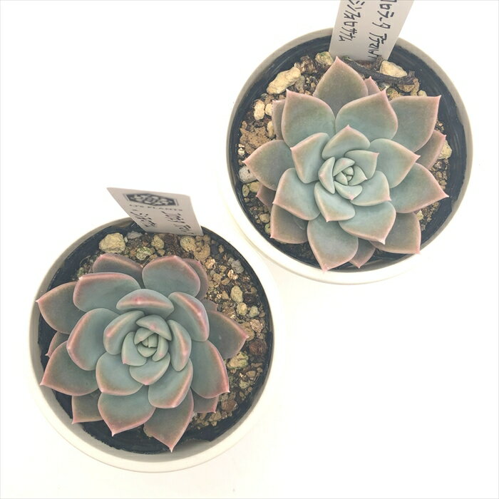 多肉植物 O’sセデベリア コロラータアテマハック×シンフォロサナム 多肉植物 O’s PLANTS オーズプランツさん苗 送料無料 エケベリア 6cmポット