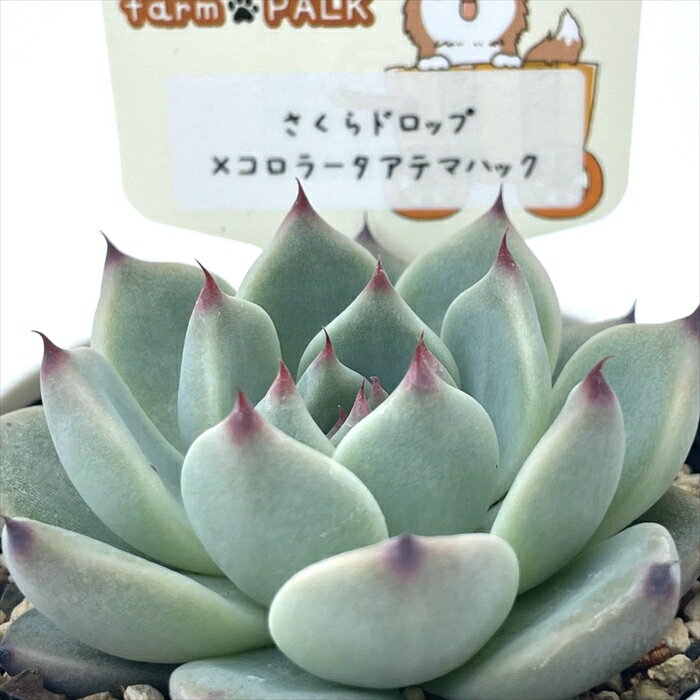 多肉植物 plkエケベリア さくらドロップ×コロラータアテマハック 多肉植物 パルクさん苗 送料無料 エケベリア 6cmポットのサムネイル