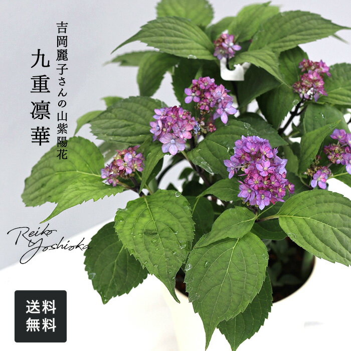 楽天市場】山アジサイ(花・観葉植物|花・ガーデン・DIY)の通販 楽天市場】山アジサイ(花・観葉植物|花・ガーデン・DIY)の通販