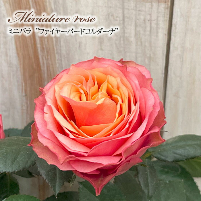予約販売 ミニバラ ファイヤーバードコルダーナ 3号ポット 四季咲き バラ 薔薇 バラ苗 苗 コルダナ ピ..