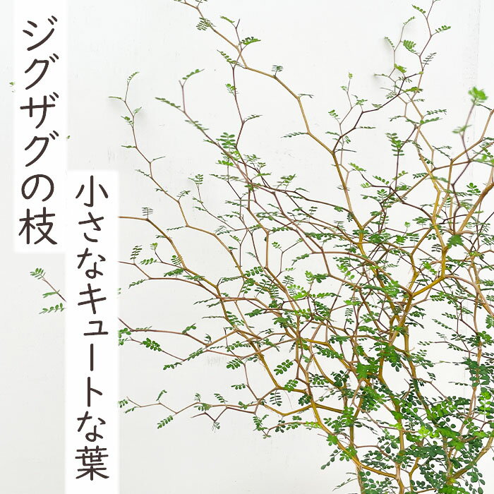 観葉植物 ソフォラ プロスタータ リトルベイビー 5号鉢 メルヘンの木 送料無料 観...