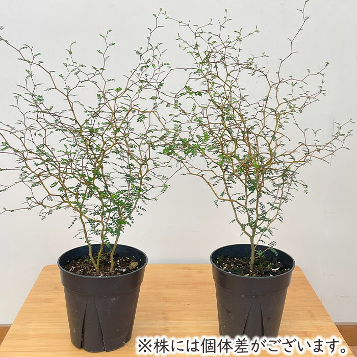 観葉植物 ソフォラ プロスタータ リトルベイビー 5号鉢 メルヘンの木 送料無料 観...