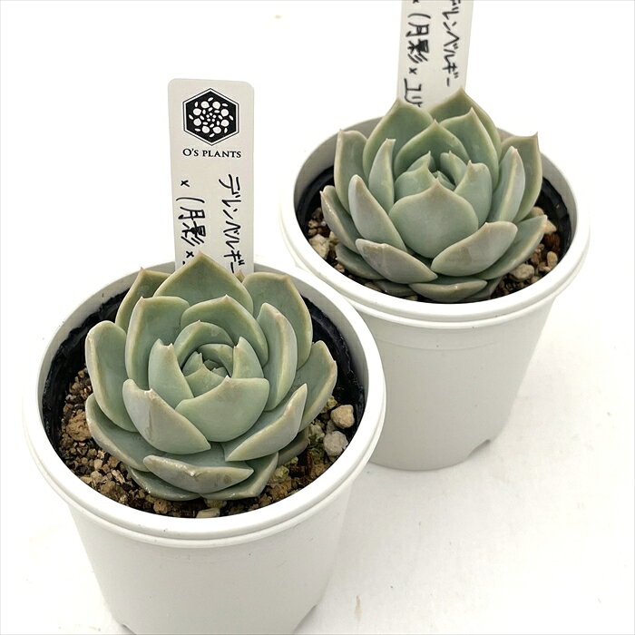 多肉植物 O’sエケベリア デレンベルギー×（月影×ユリアナ） 多肉植物 O’s PLANTS オーズプランツさん苗 送料無料 エケベリア 6cmポット