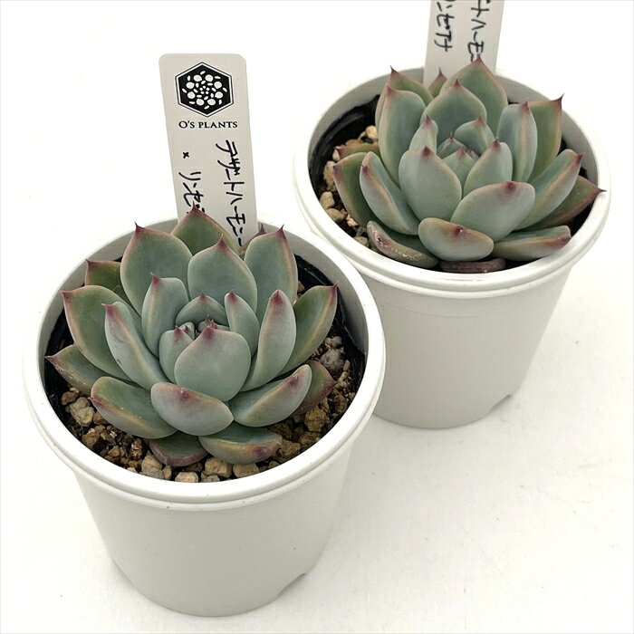 多肉植物 O’sエケベリア デザートハーモニー×リンゼアナ 多肉植物 O’s PLANTS オーズプランツさん苗 送料無料 エケベリア 6cmポット