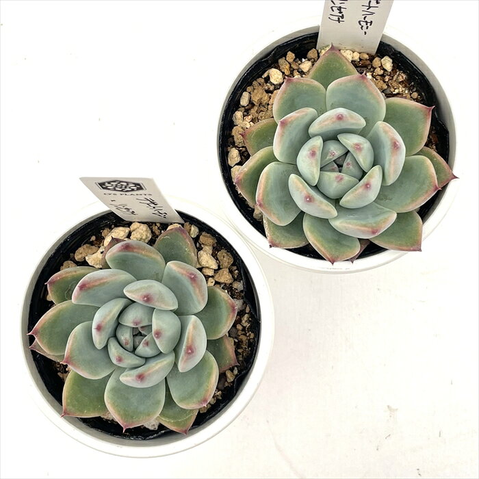 多肉植物 O’sエケベリア デザートハーモニー×リンゼアナ 多肉植物 O’s PLANTS オーズプランツさん苗 送料無料 エケベリア 6cmポット
