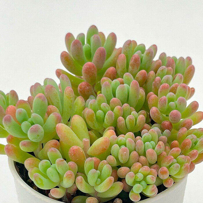 多肉植物 hmセダム ばらまきスプリングワンダー×乙女心 多肉植物 セダム 6cmポット