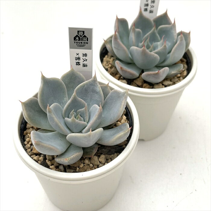 多肉植物 yukエケベリア 紫久遠×雪蜂 多肉植物 優木園さんの苗 送料無料 エケベリア 6cmポット