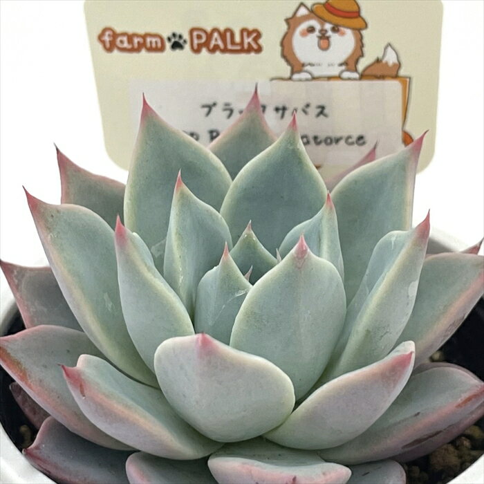 多肉植物 plkエケベリア ブラックサバス×sp Real de Catorce 多肉植物 パルクさん苗 送料無料 エケベリア 6cmポットのサムネイル