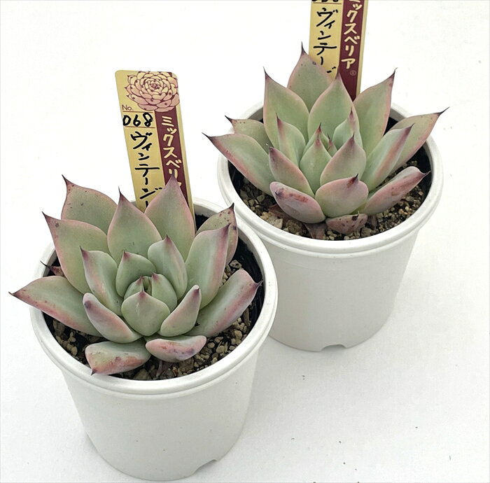 多肉植物 oriミックスベリア No.068 ヴィンテージレター 多肉植物 おらいさん苗 送料無料 エケベリア 6cmポット 【お一人様1点限り】
