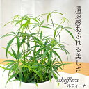 観葉植物 cot シェフレラ ルフィーナ 3.5号鉢 観葉植物 小型 小さい 室内 贈り物 プレゼント インテリア おしゃれ