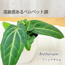 【お買い物マラソンP5倍】観葉植物 cot アンスリウム ヴィレナオルム 3.5号鉢 アンスリューム 観葉植物 小型 小さい 室内 贈り物 プレゼント インテリ...
