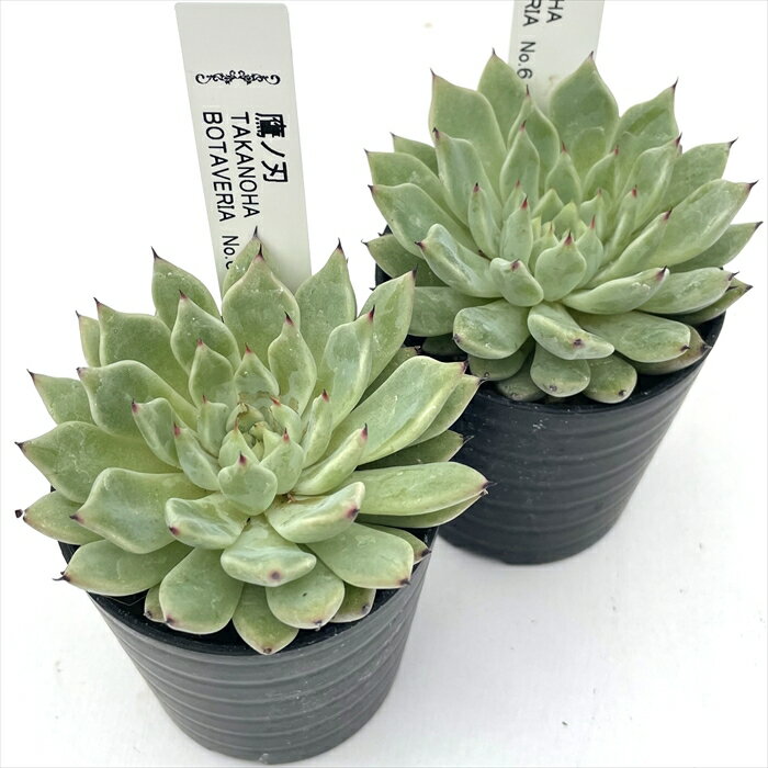 多肉植物 botエケベリア No.06 鷹の刃 多肉植物 BOTAVERIA ボタベリア 見元園芸さんの苗 送料無料 エケベリア 6cmポット 【お一人様1点限り】