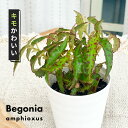 観葉植物 ベゴニア アンフィオクサス 3号鉢 木立ベゴニア 観葉植物 小型 小さい 室内 贈り物 プレゼント インテリア おしゃれ