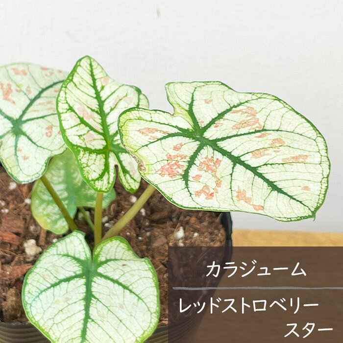 商品画像1