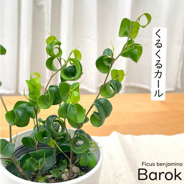 Amazon｜観葉植物 ベンジャミン(フィカス・ベンジャミナ