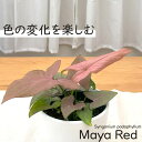【お買い物マラソンP5倍】観葉植物 cot シンゴニウム マヤレッド 3.5号鉢 観葉植物 小型 小さい 室内 贈り物 プレゼント インテリア おしゃれ
