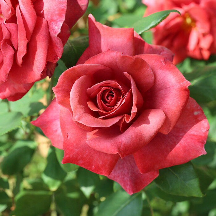 予約販売 バラ苗 バラ大苗 大輪 ブラックティ 四季咲き 薔薇 ばら 赤 troe 12月中旬以降発送のサムネイル