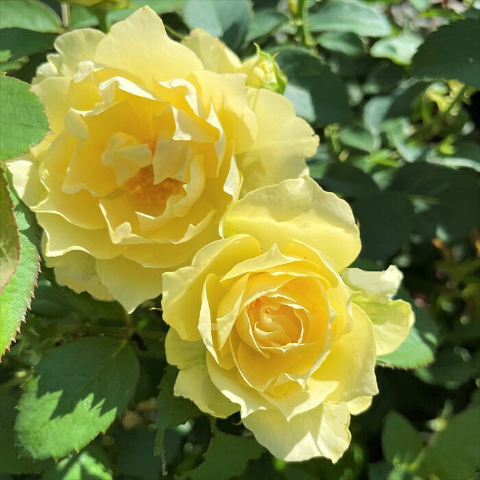 予約販売 バラ苗 バラ大苗 京阪園芸 夏灯（なつともし） 四季咲き 薔薇 ばら 送料無料 黄色 kho 2月下旬以降発送