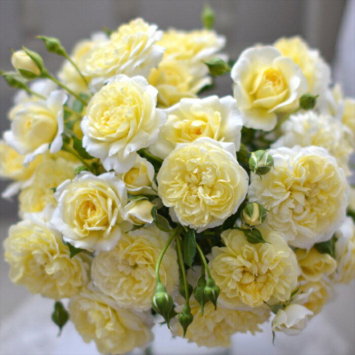 予約販売 バラ苗 バラ大苗 河本バラ園 プリュネル 品種登録出願中 四季咲き 薔薇 ばら 送料無料 黄色 hao 12月中旬以降発送のサムネイル