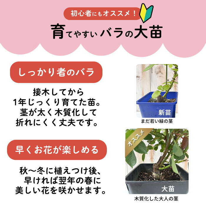 予約販売 バラ苗 バラ大苗 河本バラ園 彩 品種登録出願中 四季咲き 薔薇 ばら 送料...