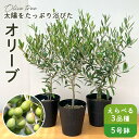 選べるオリーブ 5号鉢 送料無料 鉢植え 観葉植物 オリーブの木 シンボルツリー 庭木 果樹苗 贈り物 プレゼント