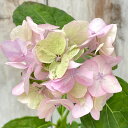 予約販売 山アジサイ 桜伊予獅子てまり 10.5cmポット サクライヨシシテマリ ヤマアジサイ 苗 花苗 苗木 山あじさい 山紫陽花 atl 10月下旬以降発送