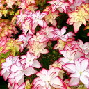 予約販売 アジサイ レイ ピンク 7.5cmポット 大栄花園 ハイドランジア 苗 花苗 苗木 あじさい 紫陽花 dka 10月下旬以降発送