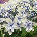 予約販売 アジサイ 雫 ブルー 10.5cmポット シズク 佐賀県あじさい研究会 ハイドランジア 苗 花苗 苗木 あじさい 紫陽花 tmo 10月下旬以降発送