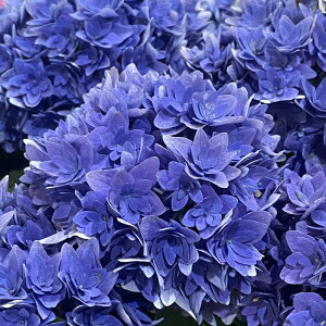 予約販売 アジサイ 瑠璃毬 ブルー 10.5cmポット ルリマリ 佐賀県あじさい研究会 ハイドランジア 苗 花苗 苗木 あじさい 紫陽花 tmo 10月下旬以降発送