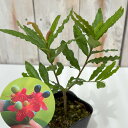 ミッキーマウスの木 9cmポット 庭木 苗木 花木 鉢植え 鉢花