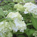 予約販売 山アジサイ 白舞子 9cmポット シロマイコ 苗 花苗 苗木 山あじさい ヤマアジサイ 山紫陽花 far 10月下旬以降発送