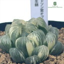 多肉植物 プランツワークさんのハオルチア ドドソン紫オブツーサ錦 実生 7.5cmポット 送料無料 Plant’s Work