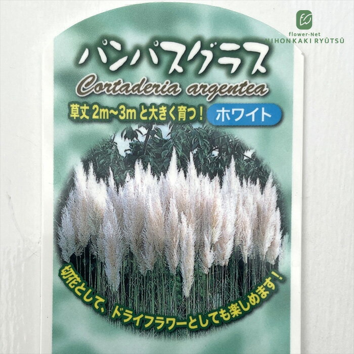 パンパスグラス 苗 ホワイト 10.5cmポット ガーデニング 苗のサムネイル