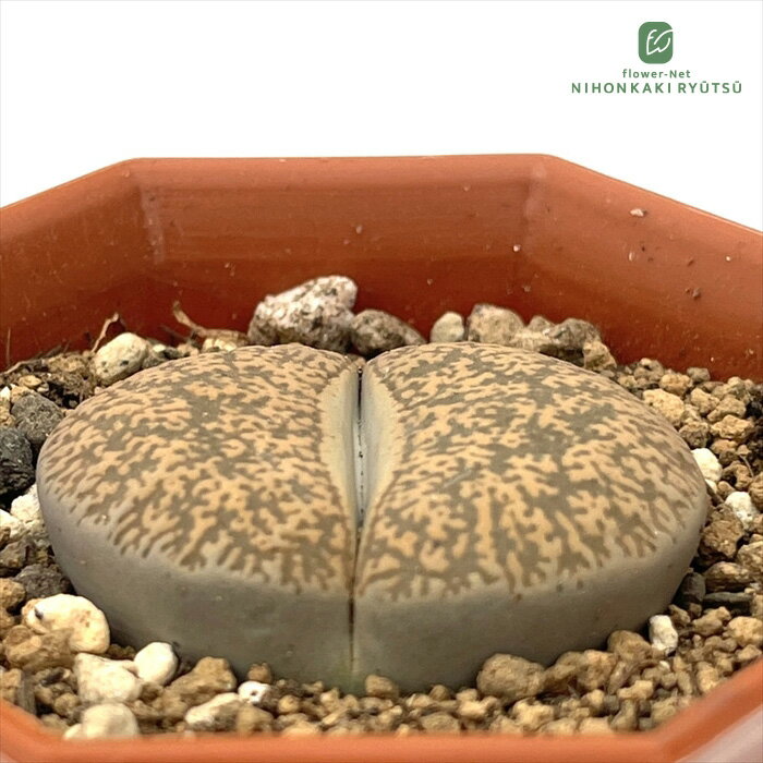 多肉植物asリトープスキンバリーフ...