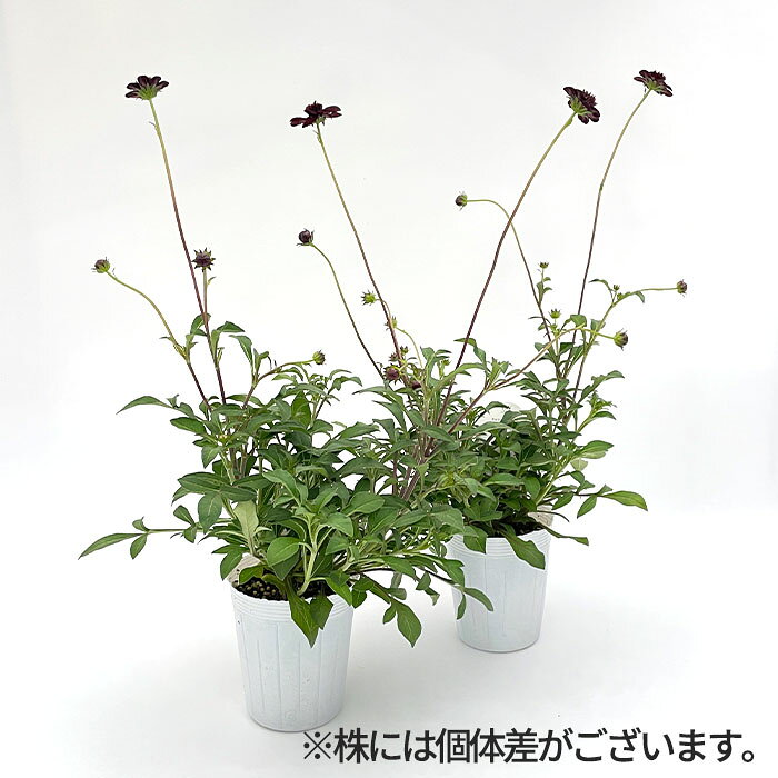 予約販売 チョコレートコスモス チョコモカ 10.5cmポット 花苗 ガーデニング 苗 多...